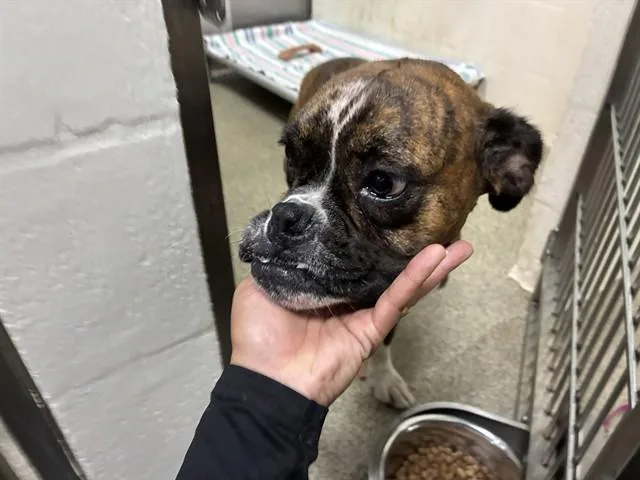 A young large-sized female Boxer dog named Tiga for adoption in Fort Myers, FL
