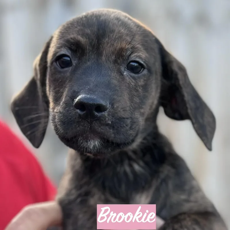 .brookie