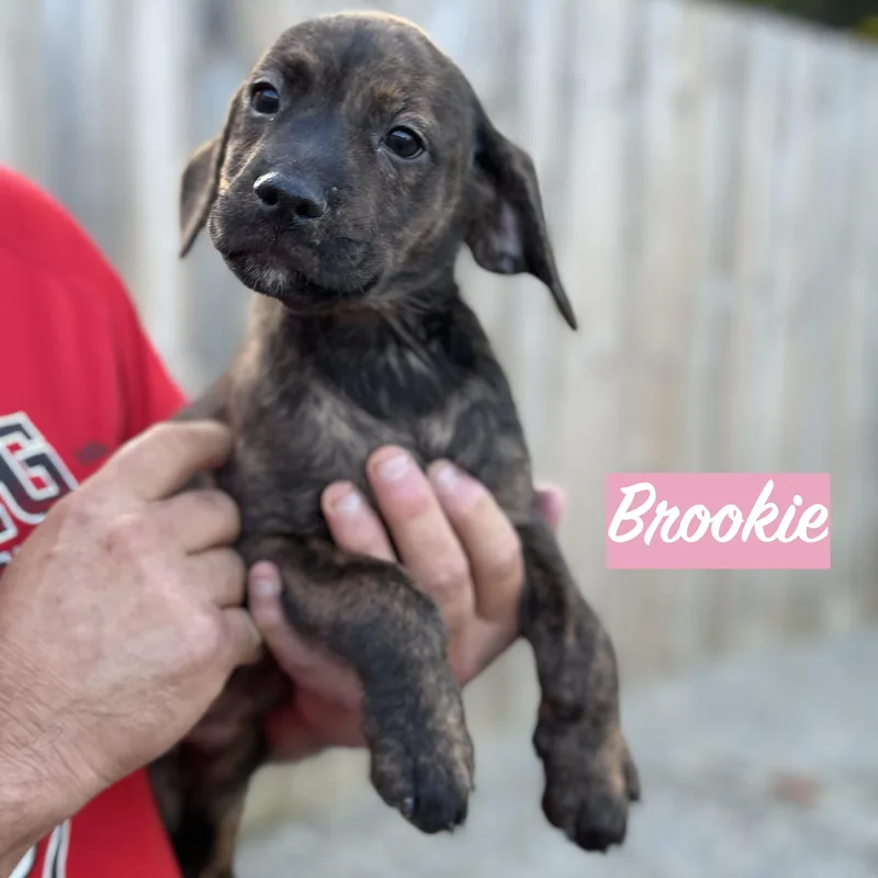 .brookie thumbnail 2