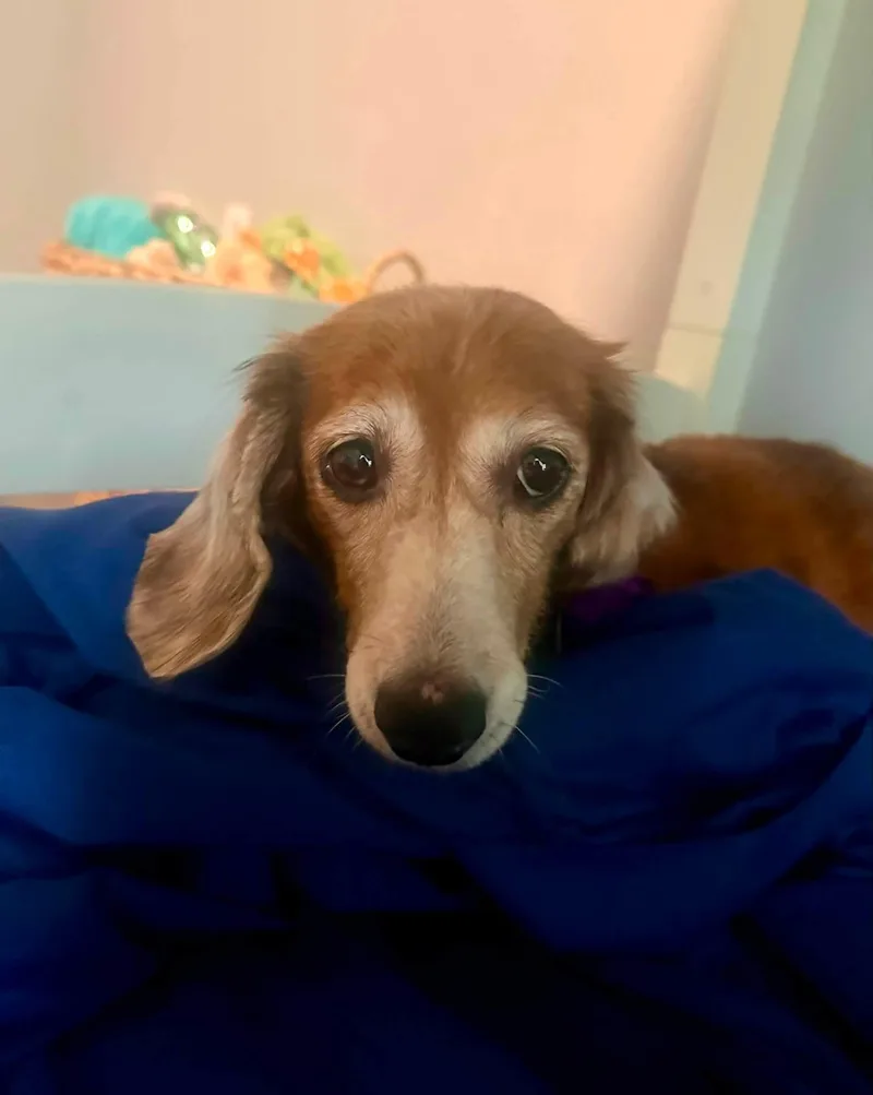 A senior small-sized female Red / Chestnut / Orange Dachshund (Long Haired) dog named Thea for adoption in Fort Walton Beach, FL