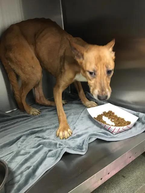 An adult medium-sized female Mixed Breed dog named Lucario for adoption in Dallas, TX