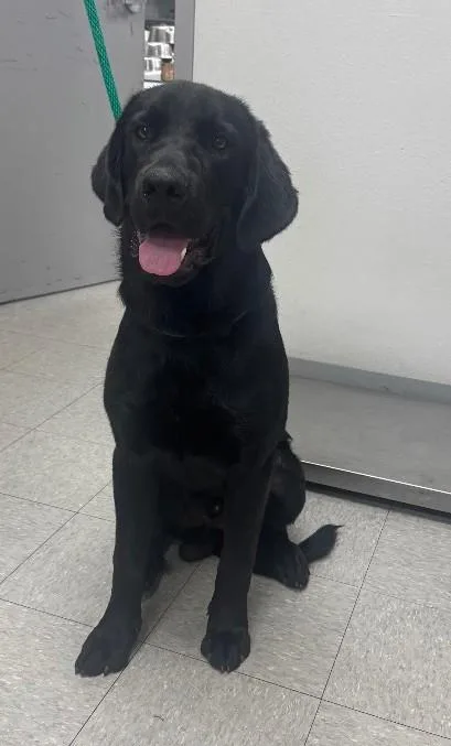 A young large-sized male Labrador Retriever dog named Hewitt for adoption in Madison, NJ