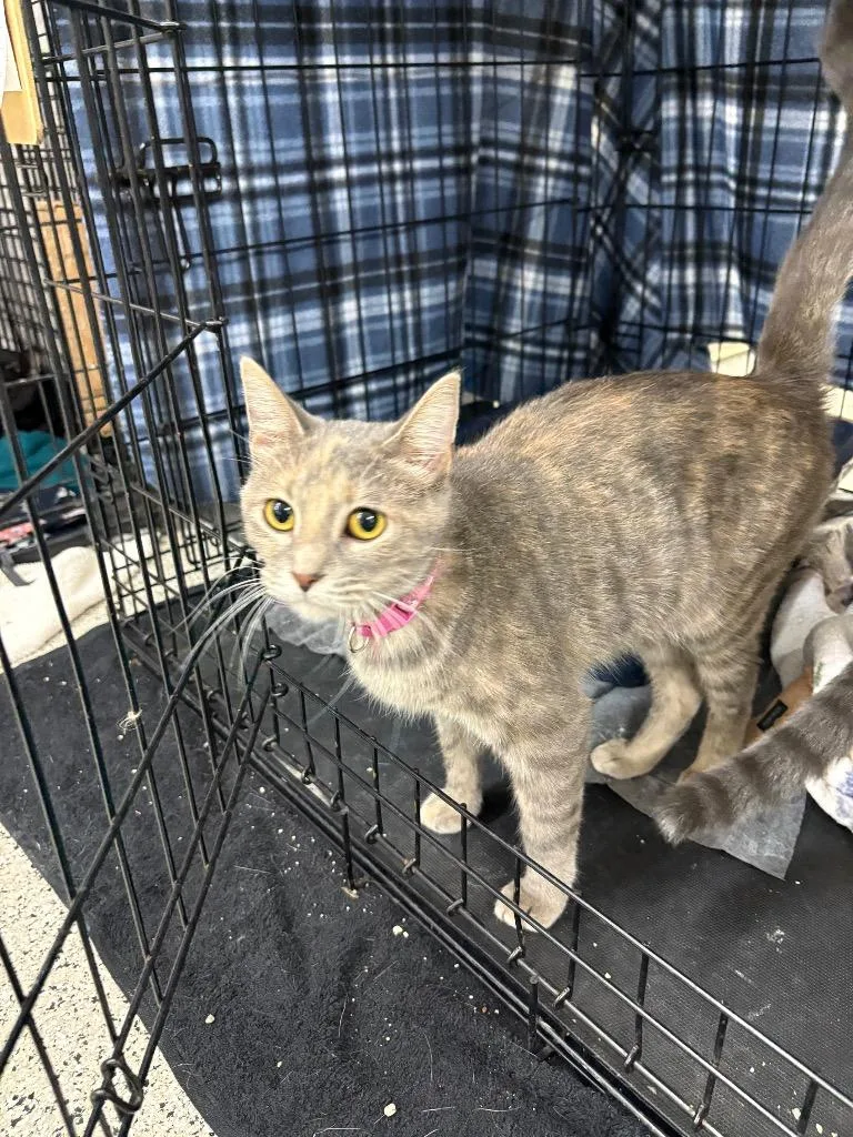 An adult medium-sized female Domestic Short Hair cat named Screech for adoption in Black River Falls, WI