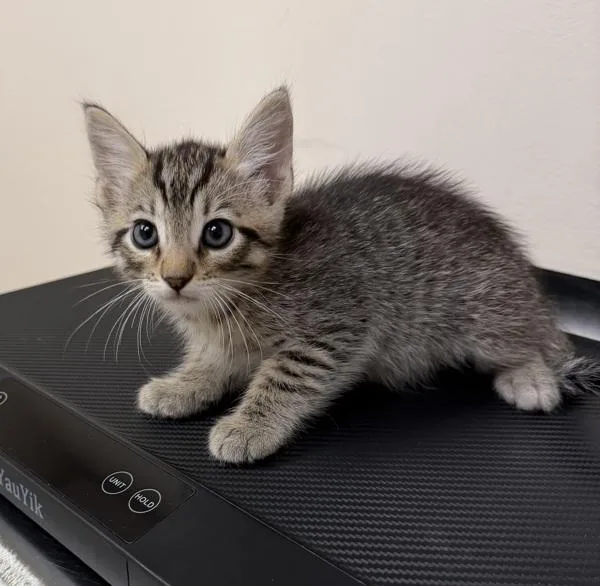 A baby small-sized male Domestic Short Hair cat named Lennon for adoption in Oakland, CA