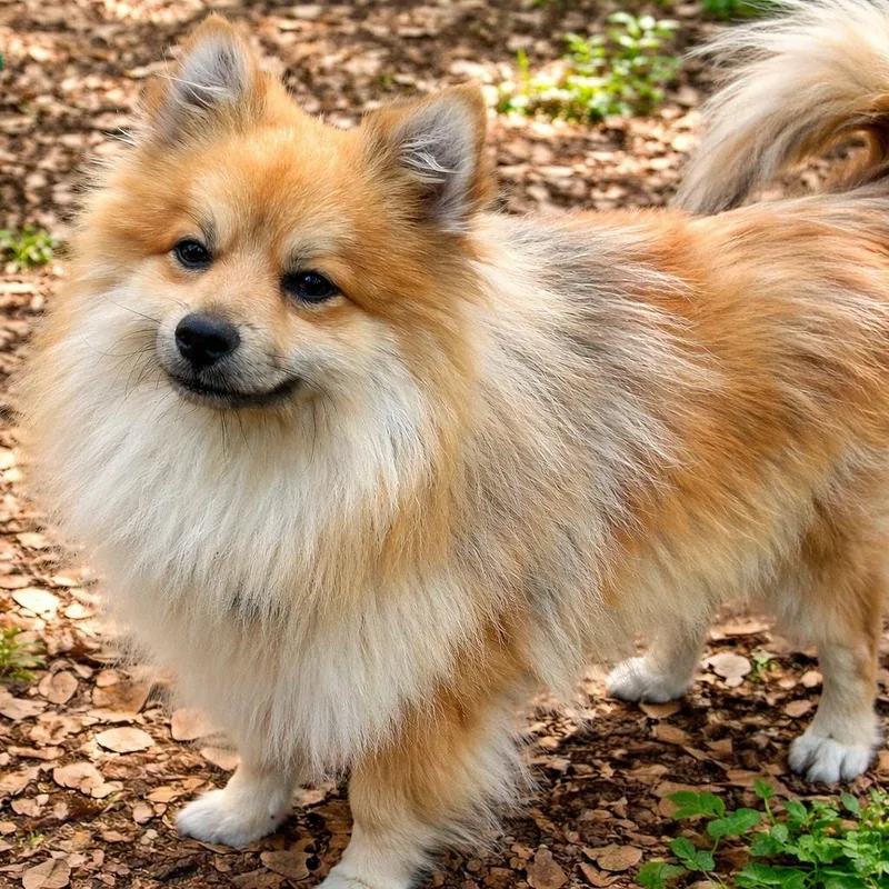 An adult small-sized male Yellow / Tan / Blond / Fawn Pomeranian dog named Cheddar for adoption in Boerne, TX