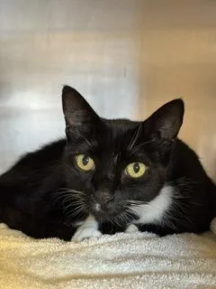 An adult small-sized female Domestic Short Hair cat named McCool for adoption in Roseville, CA
