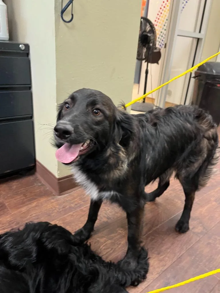 A baby medium-sized female Border Collie dog named Dog Kennel  Remmie for adoption in Greenville, TX