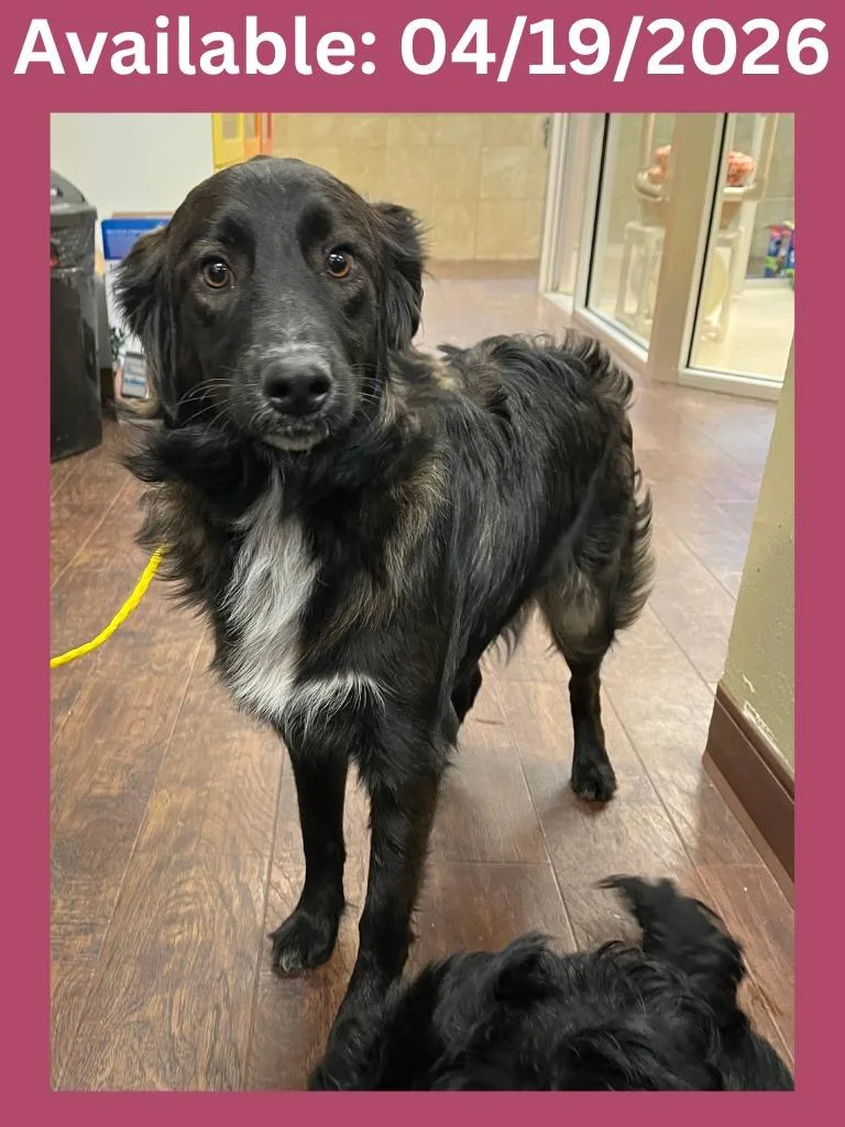 Dog Kennel  Remmie thumbnail 2