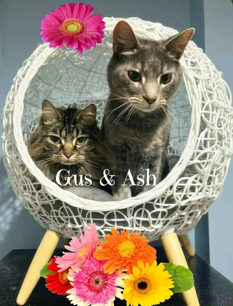 Gus