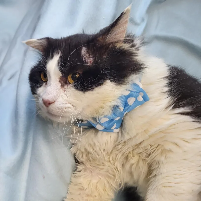 Whiskers thumbnail 3