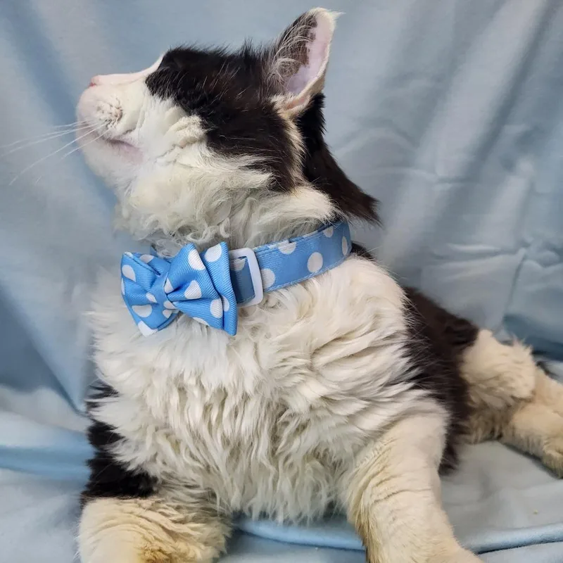 Whiskers thumbnail 4