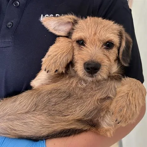 Benji