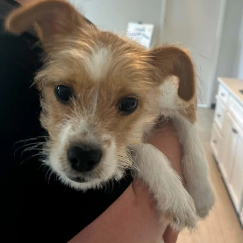 A baby small-sized male Terrier dog named Pongo for adoption in Danbury, CT