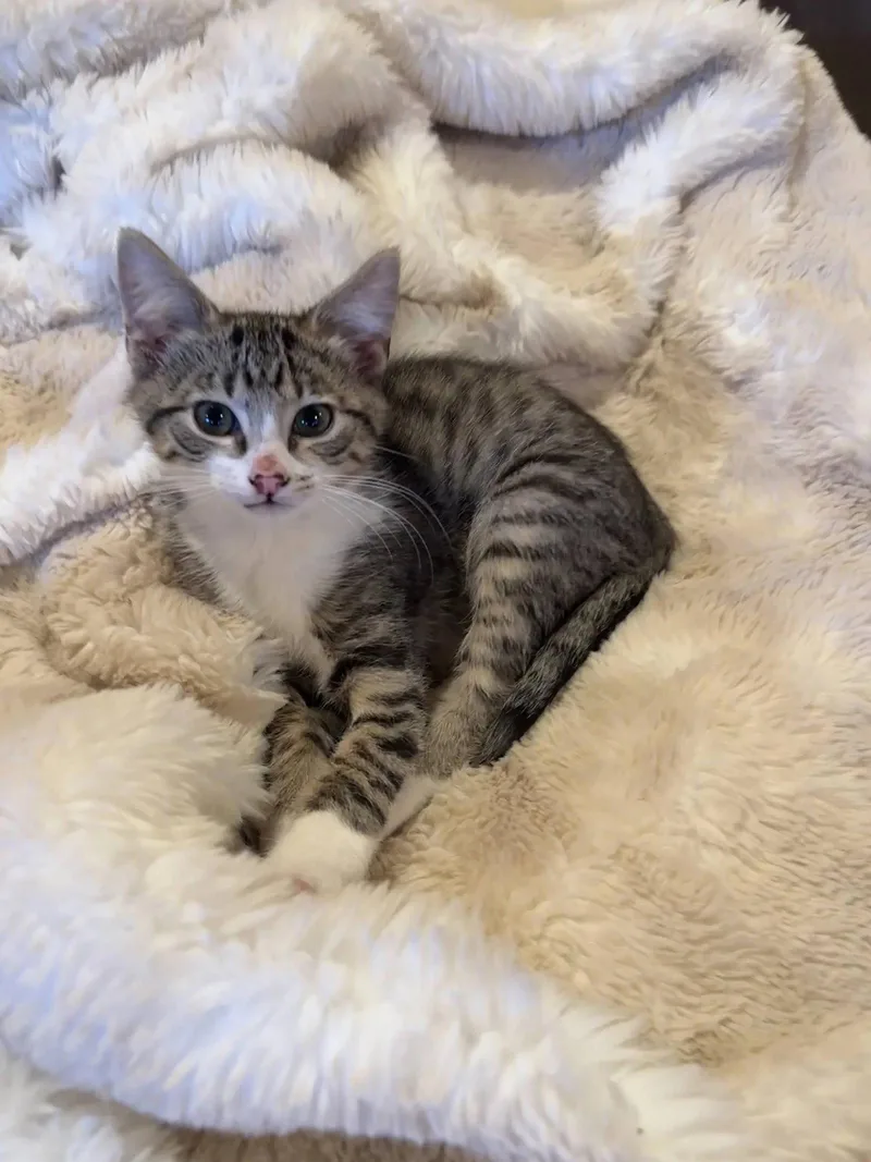 A baby medium-sized male Tabby cat named Robbie CCC for adoption in San Luis Obispo, CA