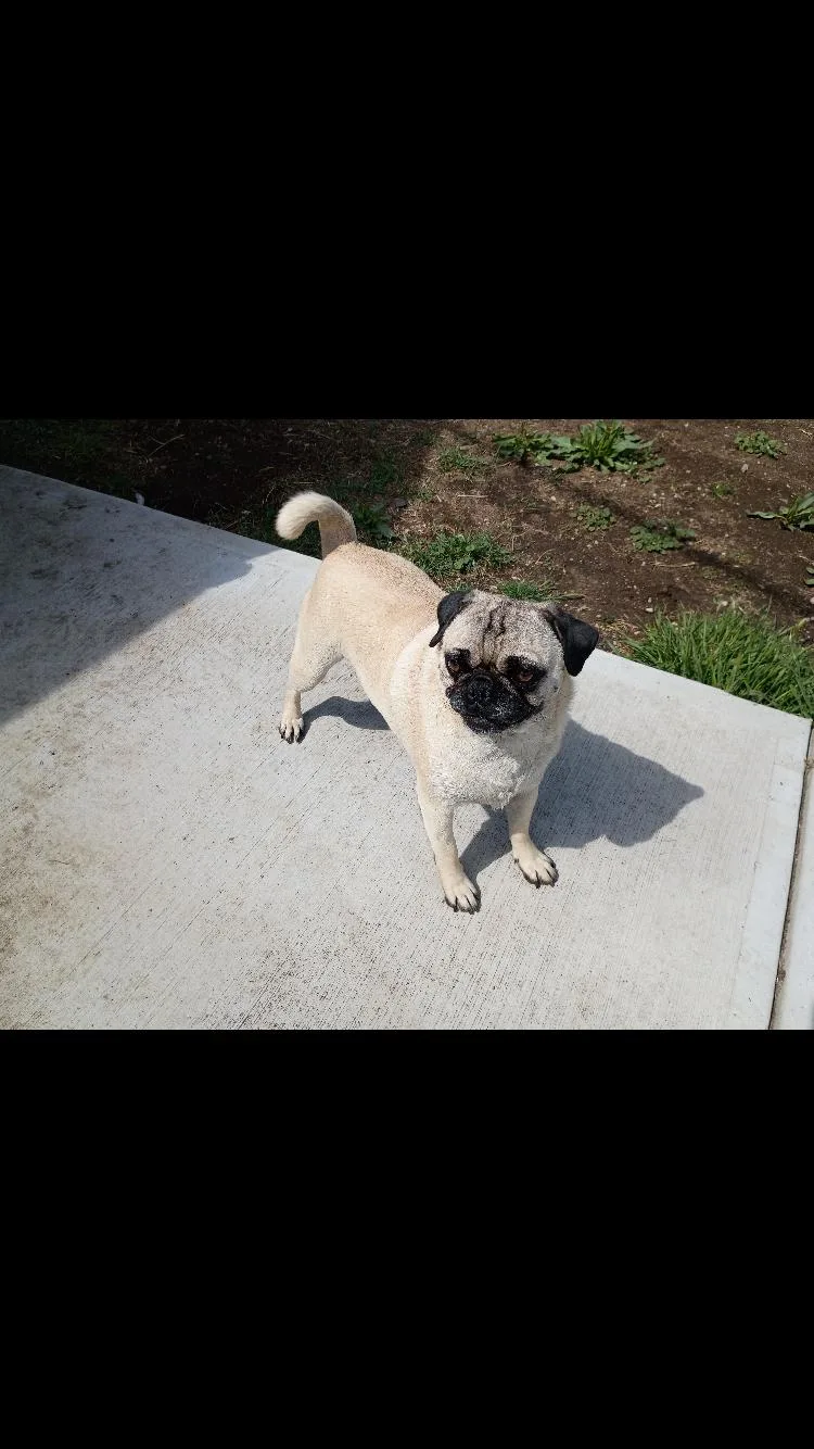 An adult small-sized female Apricot / Beige Pug dog named Aspen& Rubble for adoption in Paradise, TX