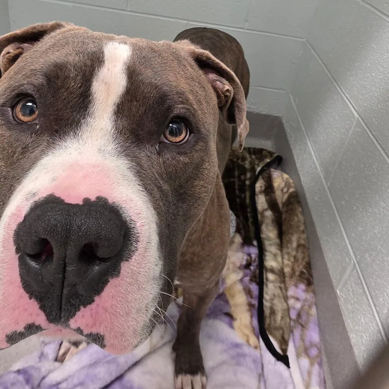 An adult large-sized male Gray / Blue / Silver English Bulldog dog named Chesty for adoption in Chattanooga, TN