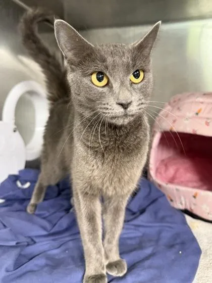 An adult small-sized female Domestic Short Hair cat named Flo for adoption in West Chester, PA