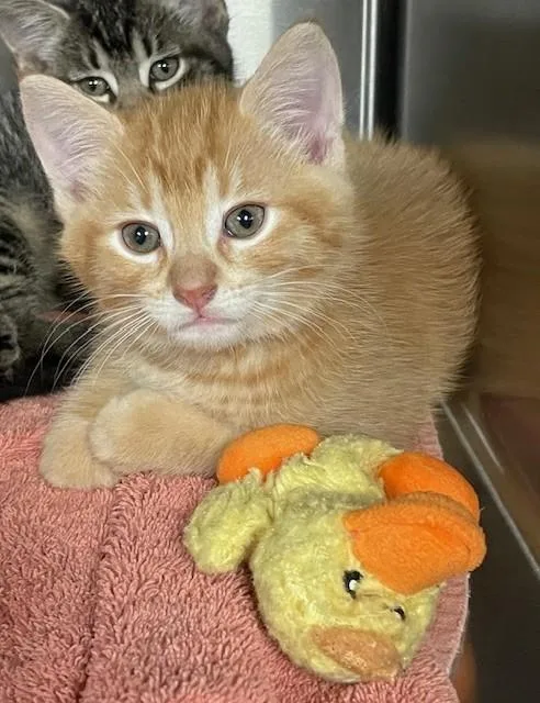 A young medium-sized male Tabby (Orange / Red) Domestic Medium Hair cat named Nile for adoption in Prudenville, MI