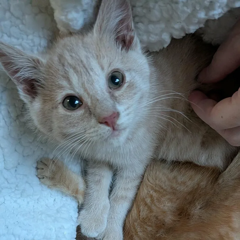 A baby small-sized female Cream / Ivory Domestic Short Hair cat named Freya for adoption in Ephrata, PA