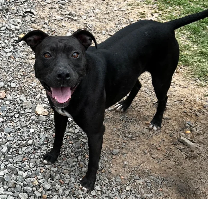 An adult medium-sized female Pit Bull Terrier dog named Beatrice for adoption in Little Rock, AR