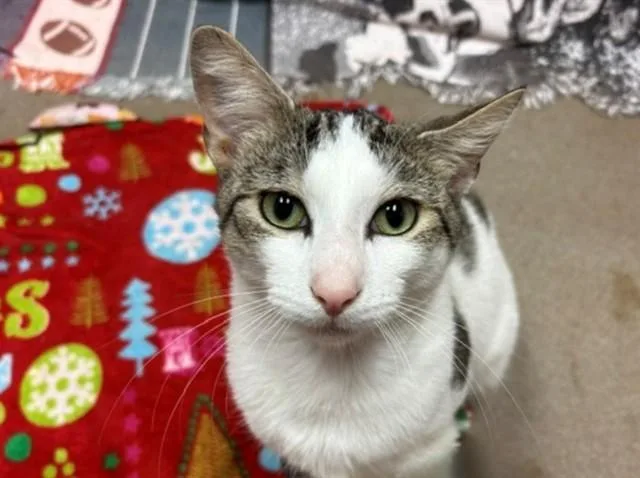 A young medium-sized male Domestic Short Hair cat named Gomer for adoption in Fort Wayne, IN