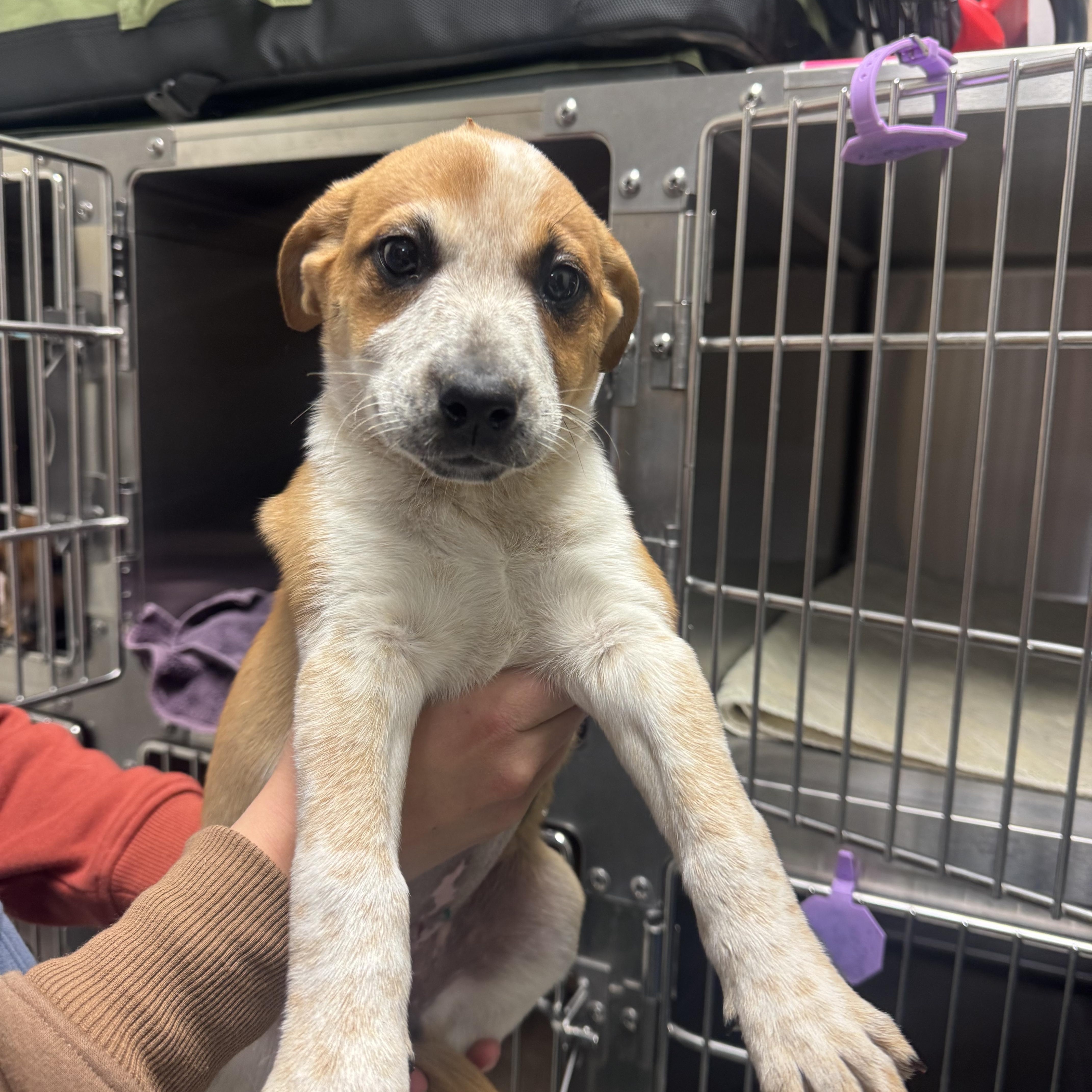 A baby medium-sized female Apricot / Beige Labrador Retriever dog named Daisy for adoption in Dodgeville, WI