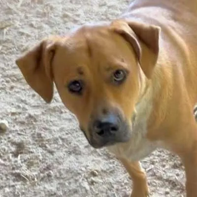 A young large-sized male Mastiff dog named Turner for adoption in Plano, TX