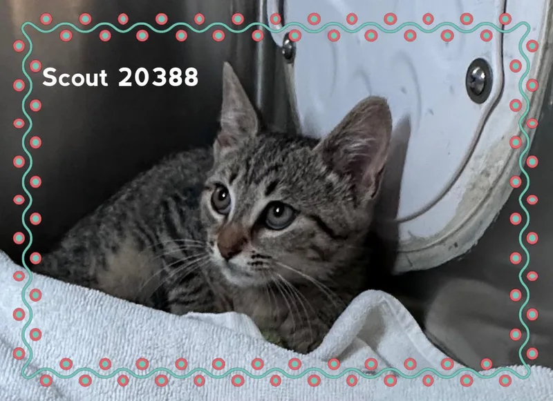 A baby medium-sized male Tabby (Gray / Blue / Silver) Domestic Short Hair cat named Scout for adoption in Marietta, GA