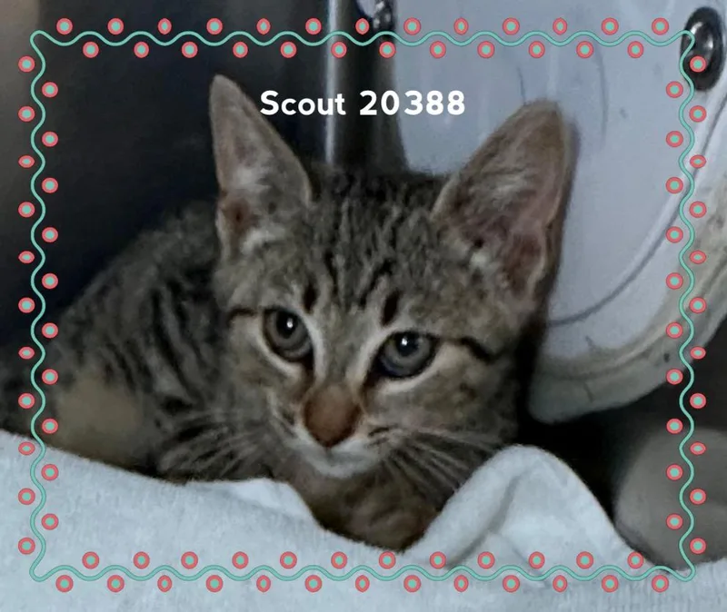 Scout thumbnail 3
