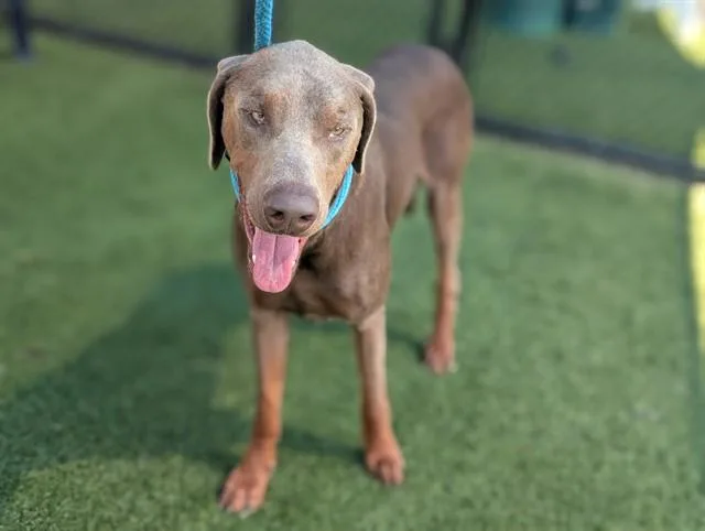 A young large-sized male Mixed Breed dog named Duke for adoption in Dallas, TX