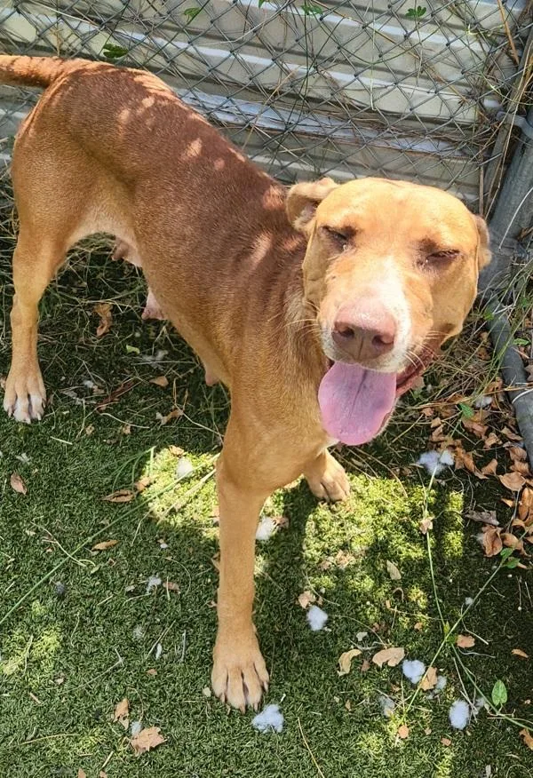 An adult large-sized female Labrador Retriever dog named Rhea for adoption in Austin, TX