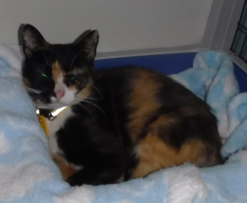 An adult medium-sized female Calico cat named Twila Lovely Dark for adoption in Hoquiam, WA