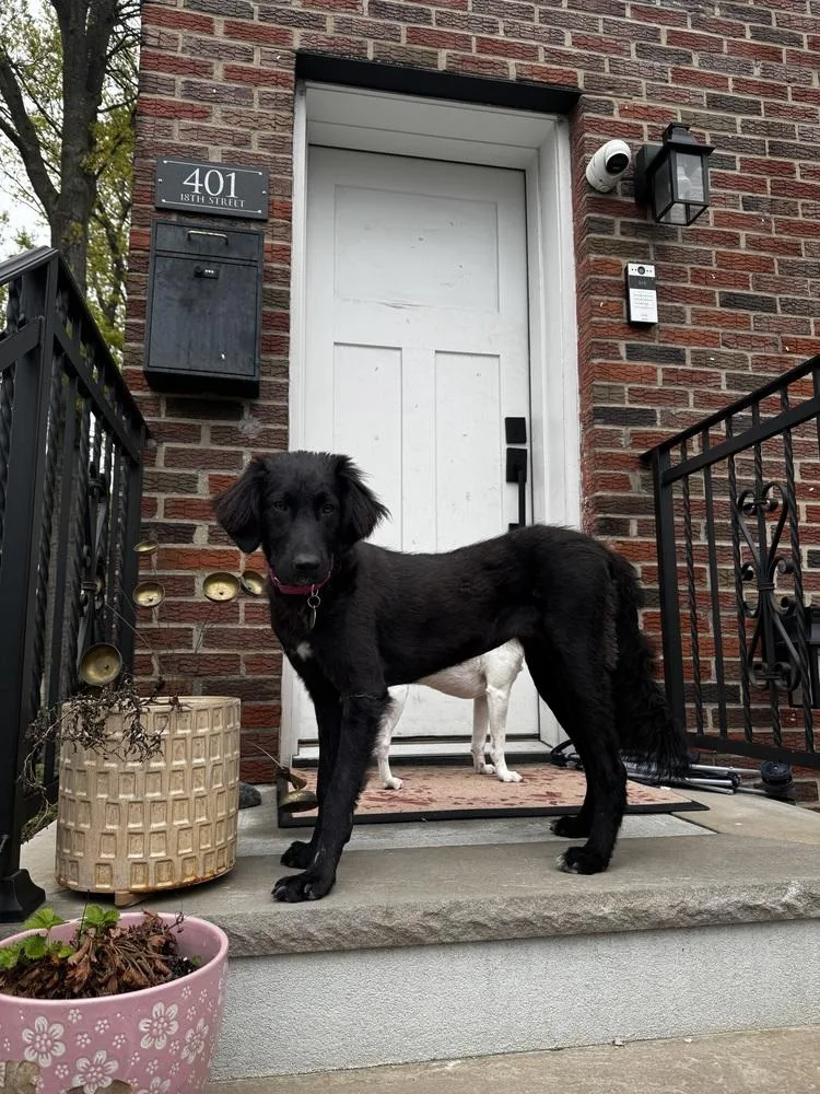 An adult large-sized female Black Shepherd dog named Baby for adoption in Manhattan, NY