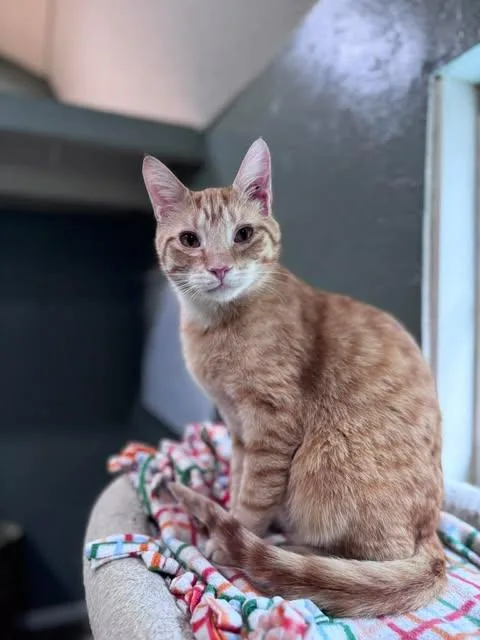 An adult medium-sized male Orange & White Domestic Short Hair cat named Twix for adoption in Rixeyville, VA