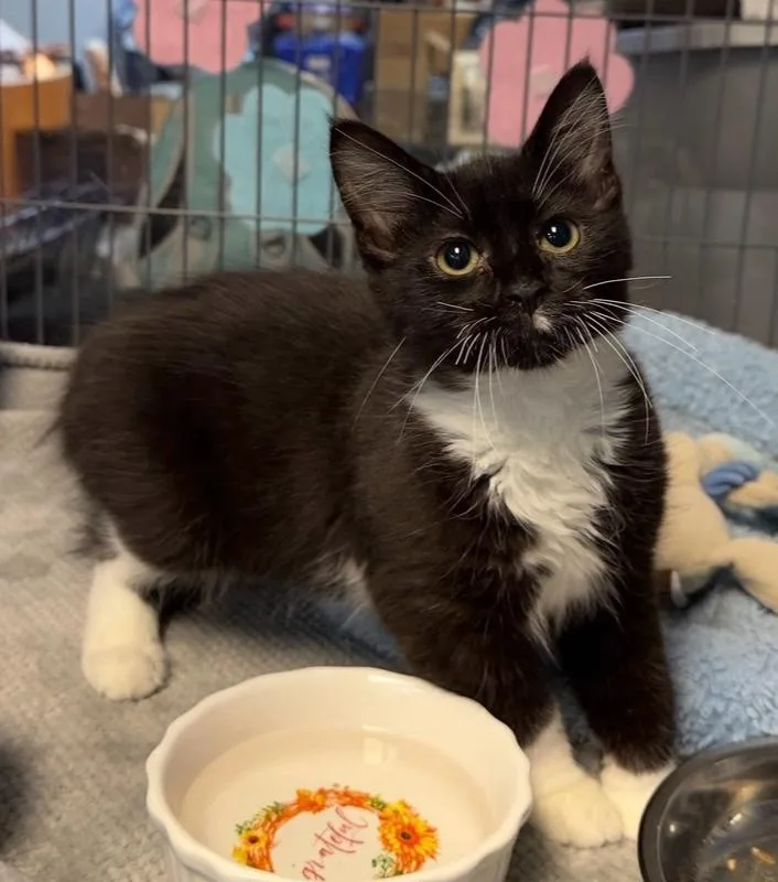 A baby small-sized male Black & White / Tuxedo Domestic Short Hair cat named Clyde for adoption in Woodbridge, VA