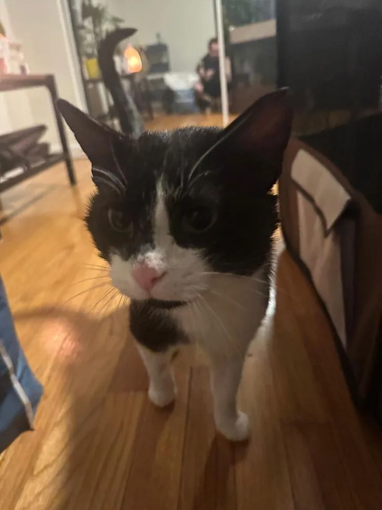 An adult large-sized male Black & White / Tuxedo Domestic Short Hair cat named Cachubo for adoption in Oak Park, MI