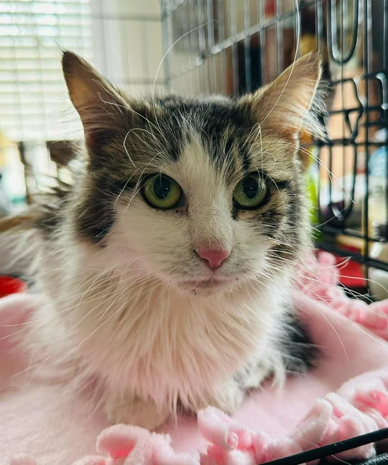 A baby medium-sized female Domestic Medium Hair cat named Princess Peach for adoption in Cloquet, MN