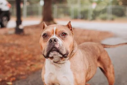 An adult medium-sized female American Staffordshire Terrier dog named A Maple for adoption in North Charleston, SC