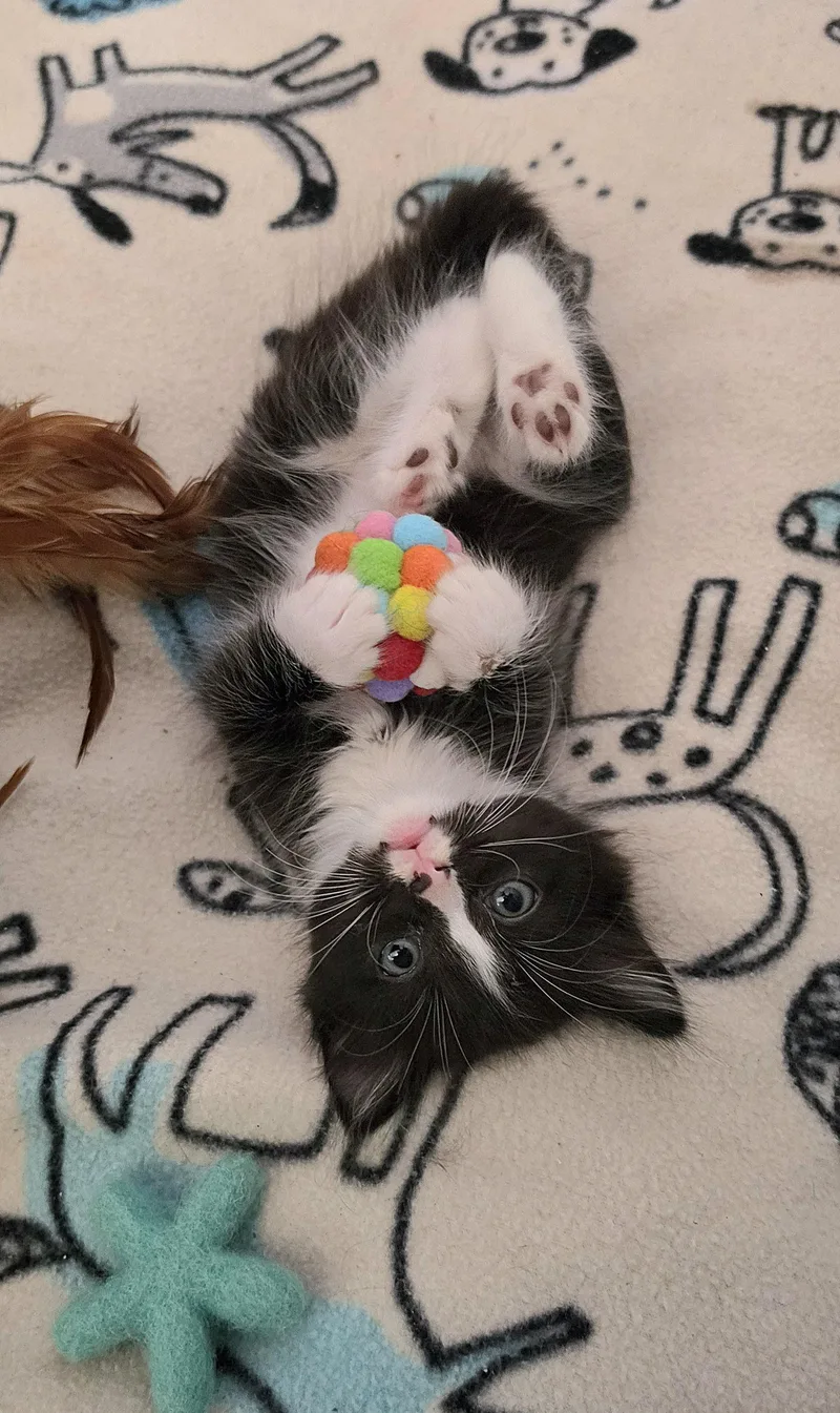 Pippin