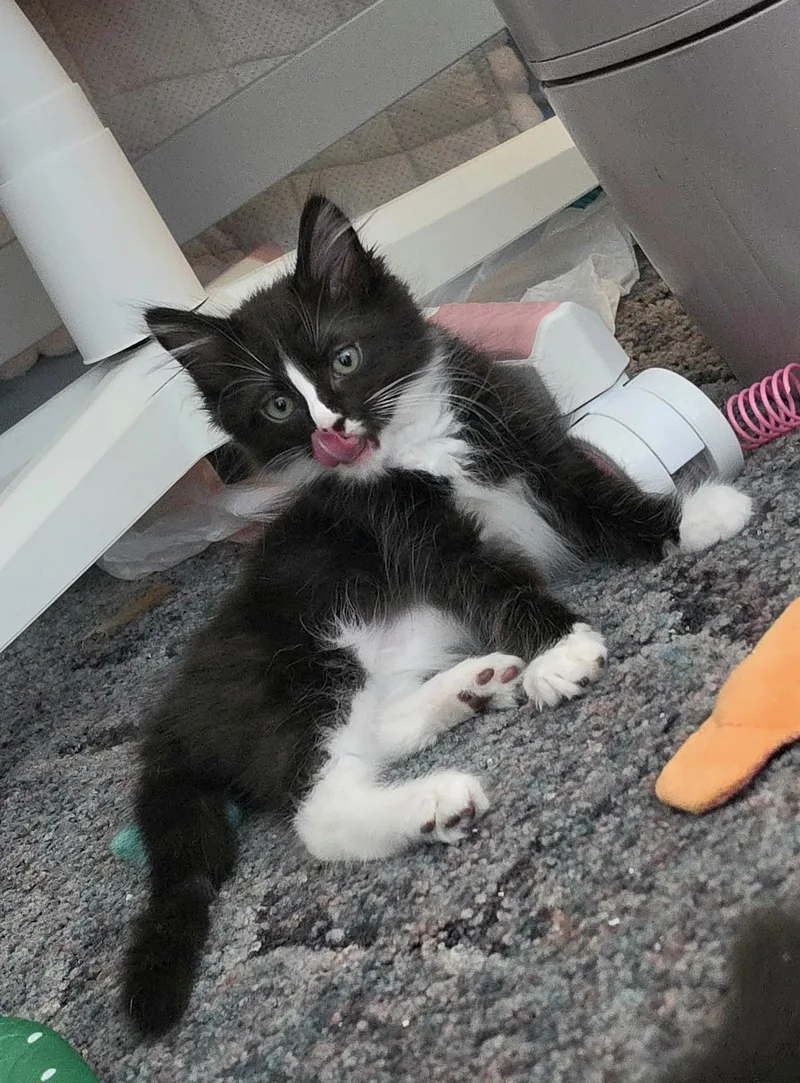Pippin thumbnail 2