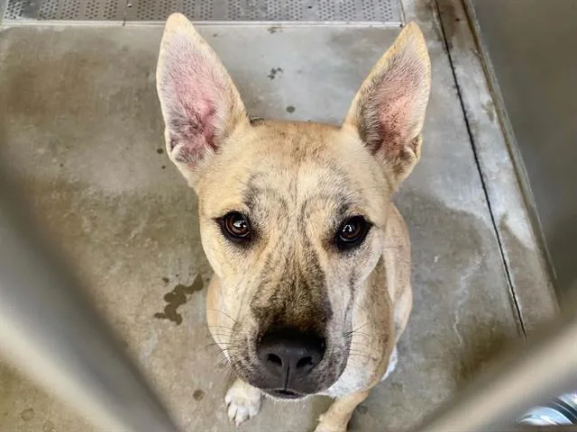 An adult large-sized female Australian Cattle Dog / Blue Heeler dog named Diana for adoption in Tustin, CA