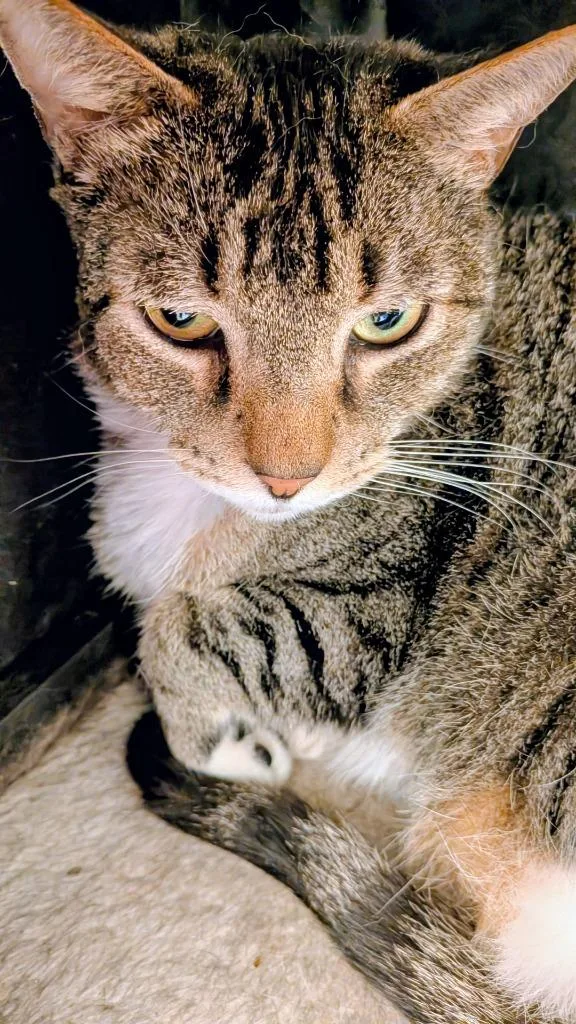 A senior medium-sized male Domestic Short Hair cat named Jack for adoption in St. Augustine, FL