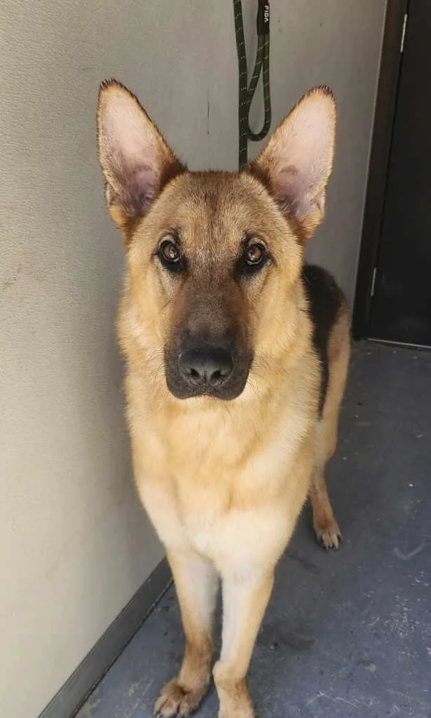 Tyson