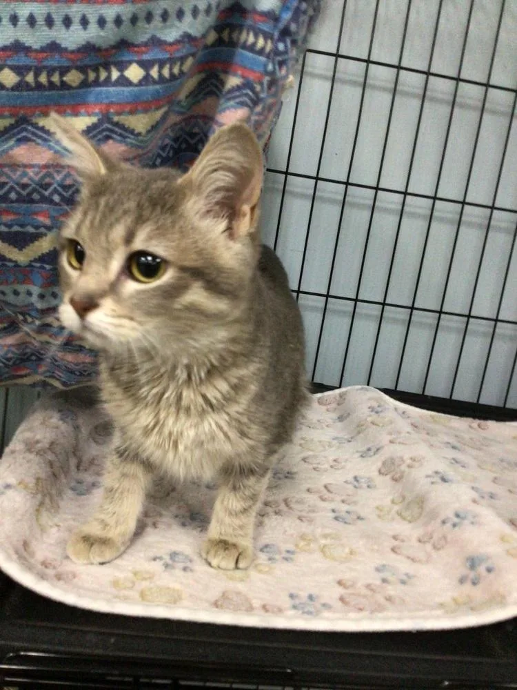 A young small-sized female Domestic Short Hair cat named Maple for adoption in Logansport , IN