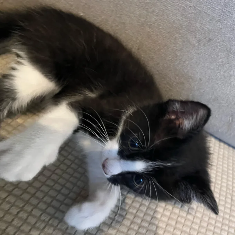 A baby medium-sized male Black & White / Tuxedo Tuxedo cat named Loki for adoption in Kingwood, TX