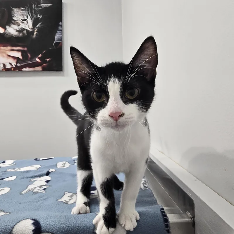 A baby medium-sized male Black & White / Tuxedo Domestic Short Hair cat named Banjo for adoption in Madison, WI