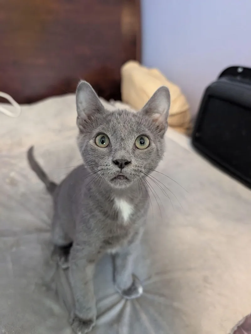 A baby medium-sized male Gray / Blue / Silver Domestic Short Hair cat named Archer for adoption in Manhattan, KS