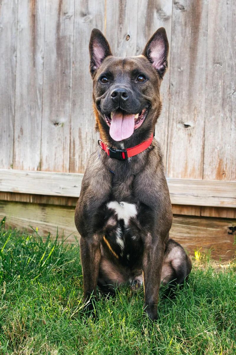 A young medium-sized male Tricolor (Brown, Black, & White) American Staffordshire Terrier dog named Fred for adoption in Magnolia, TX