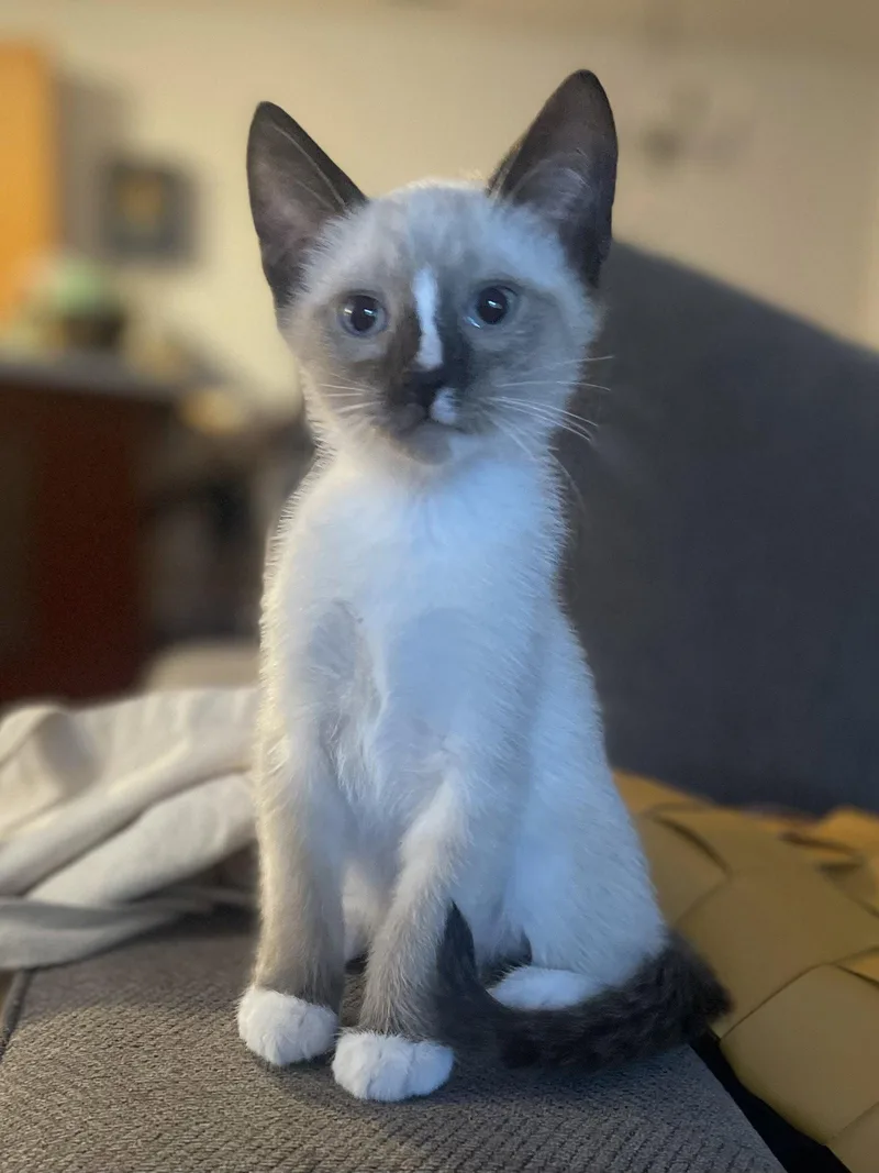 A baby medium-sized male Buff / Tan / Fawn Domestic Short Hair cat named Rerun  Bonded with for adoption in Fremont, CA