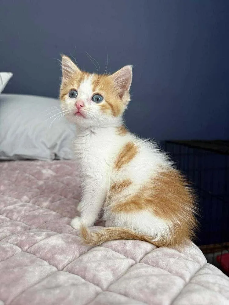 A baby small-sized male Orange & White Domestic Short Hair cat named Frito for adoption in Lincoln, NE